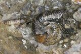 Wide Fossil Ammonite Cluster - South Dakota #137271-3